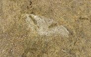 Fossil pansy shell